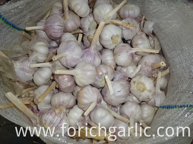 Regular White Garlic Best